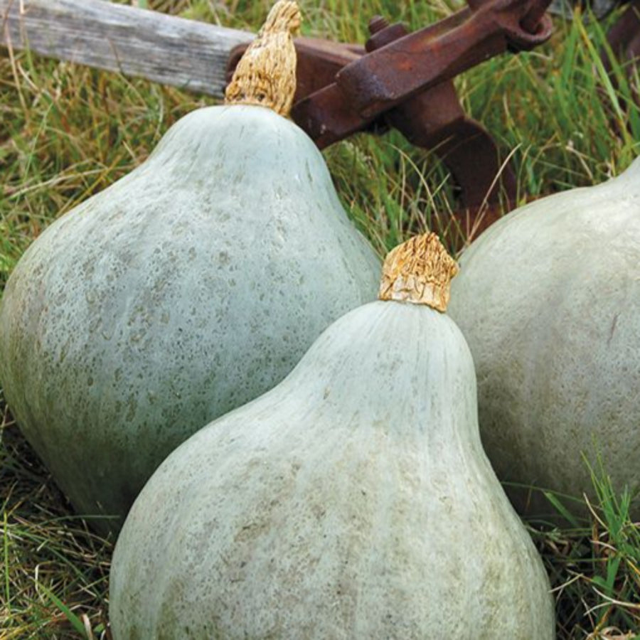 Squash