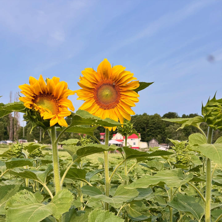 LABYRINTHE DE TOURNESOLS