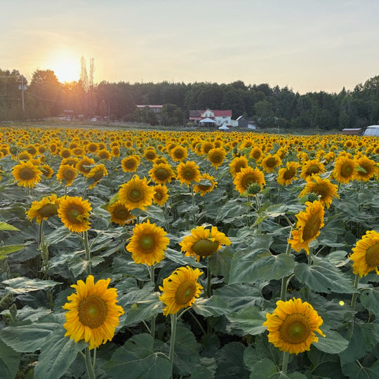 Labyrinthe de Tournesols-FERMÉ POUR 2025