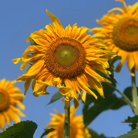 The a-MAZE-ing SUNFLOWERS - 2024 CLOSED, OPENING AUG 2025