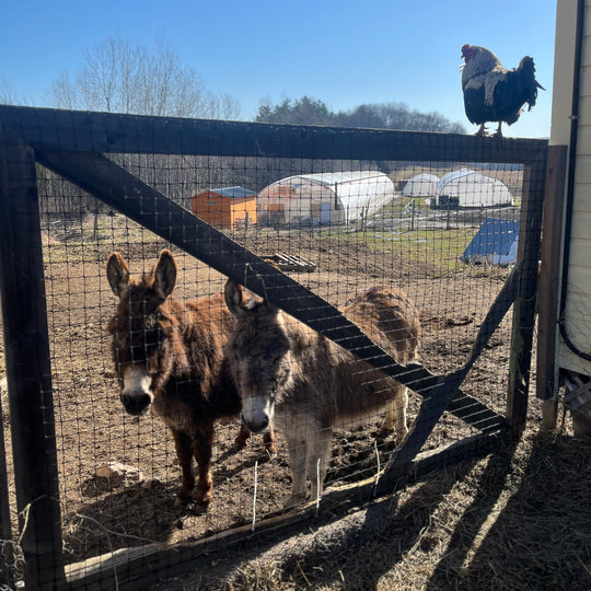 We have a farmstore, farm-to-table café, and fun farm animals.