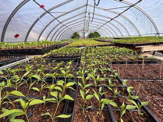 Seedling Sales at Juniper Farm