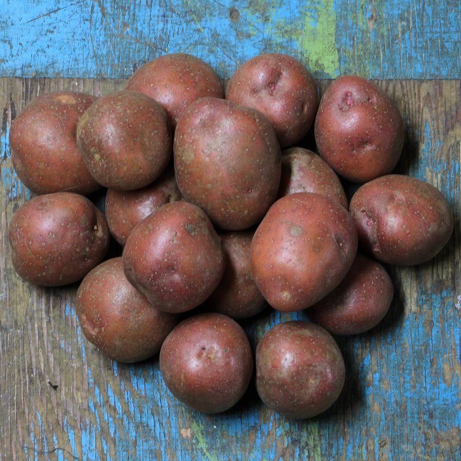 Pommes de terre-Ferme Juniper