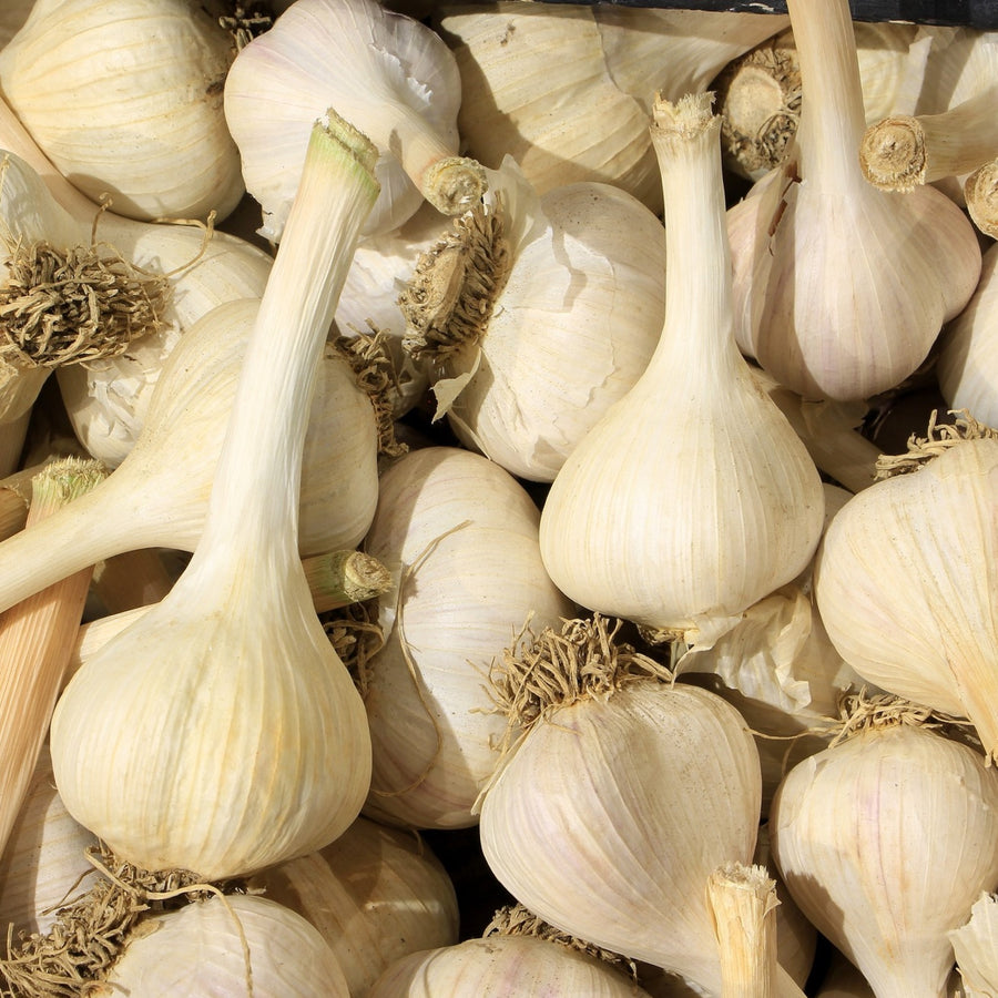 Garlic-Organic QC