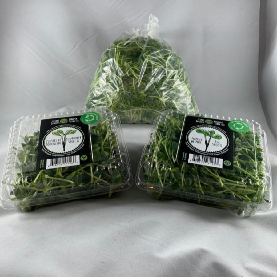 Microgreens-Sunflower Sprouts
