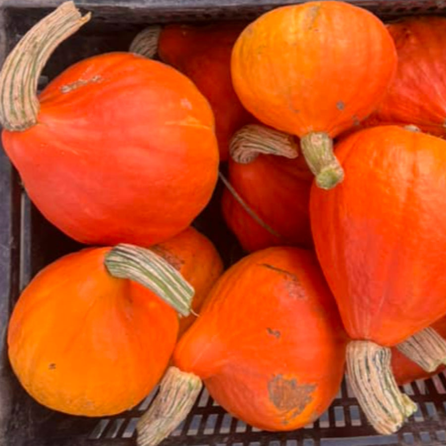 Squash